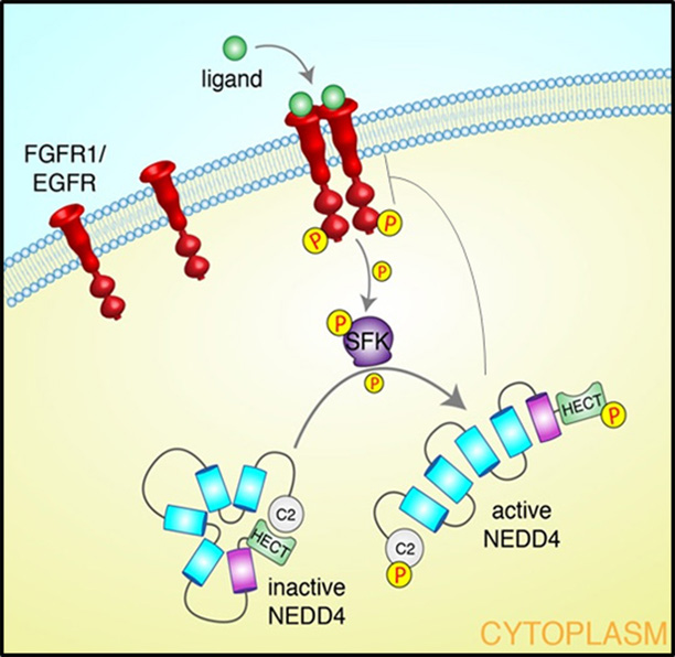 Mutual regulation of the FGFR1 and the ubiquitin ligase Nedd4.