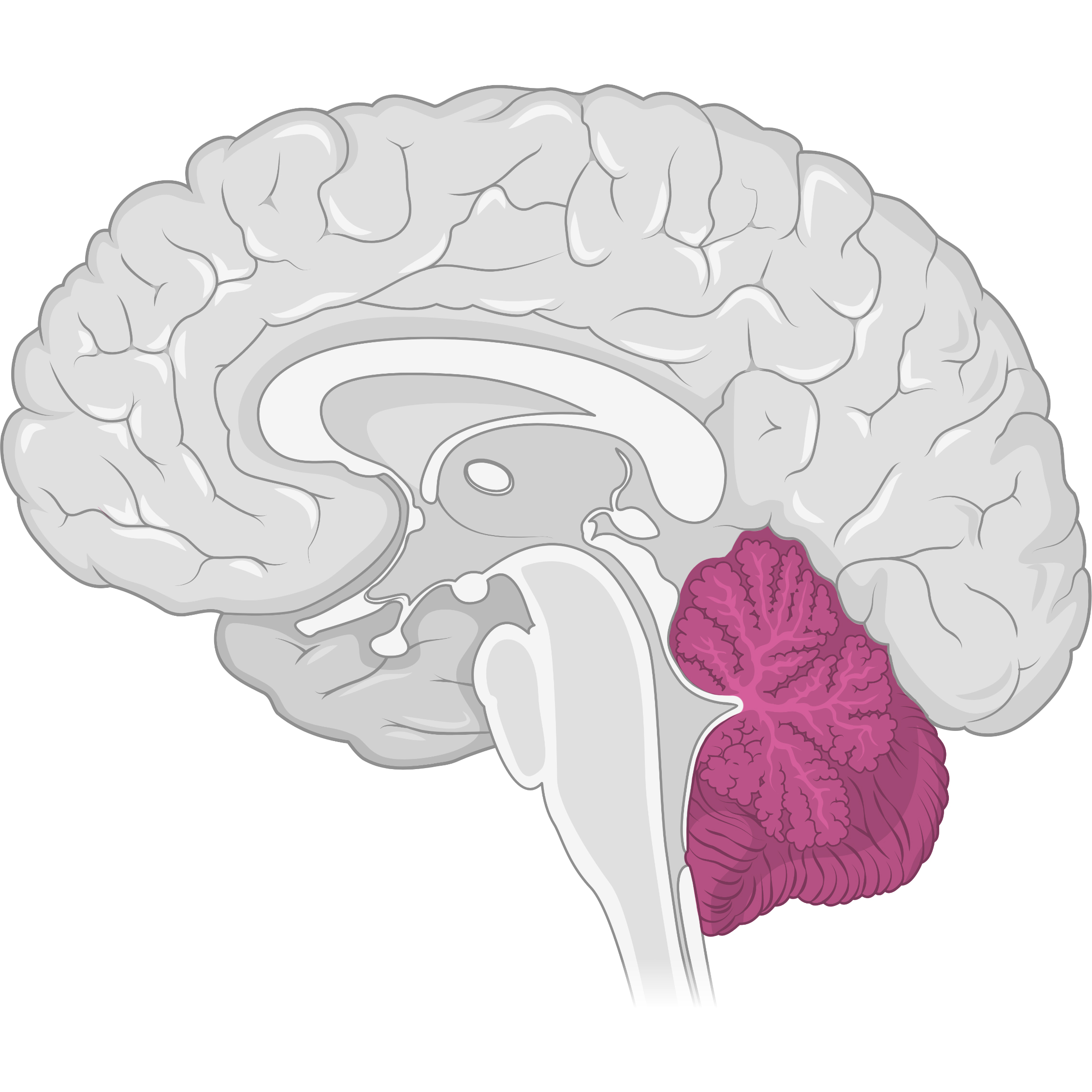 Grey brain (sagittal cut) with the cerebellum highlighted in pink.