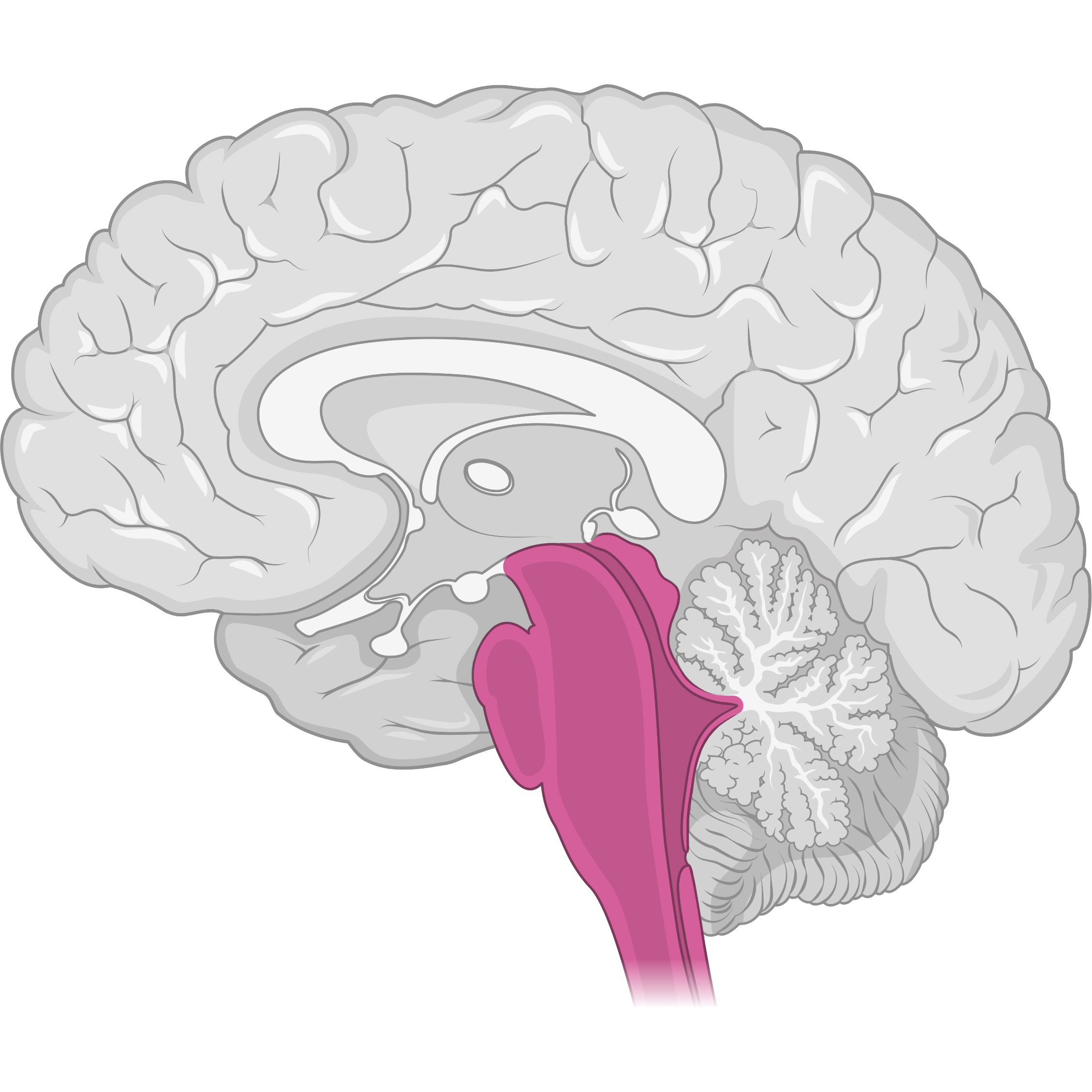 Grey brain (sagittal cut) with the pons highlighted in pink.