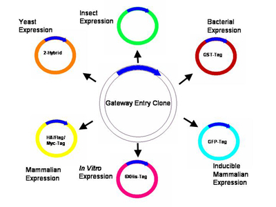 Gateway Entry Clone - types of expression that can be used for cloning at SPARC