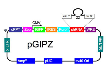 Image of pGIPZ shRNA construct