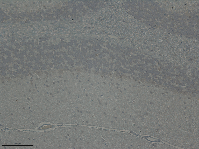 Adult mouse cerebellum stained for anti-phosphorylated histone H2AX at serine-139, a marker of double-stranded DNA breaks. Magnification 20 times.