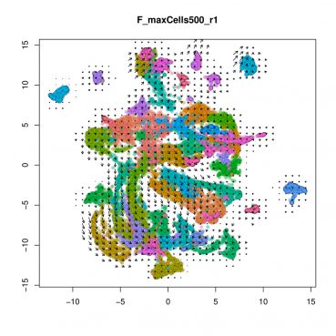UMAP representation of the female embryonic mouse cerebellum scRNA-seq data set, arrows show the predicted developmental trajectory (Velocyto)