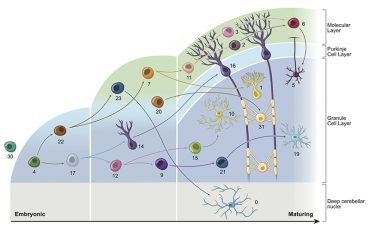 Graphical depiction of childhood cerebellar tumours mirroring conserved fetal transcriptional programs