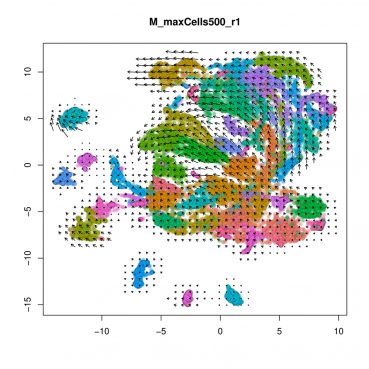 UMAP representation of the male embryonic mouse cerebellum scRNA-seq dataset, arrows show the predicted developmental trajectory (Velocyto)