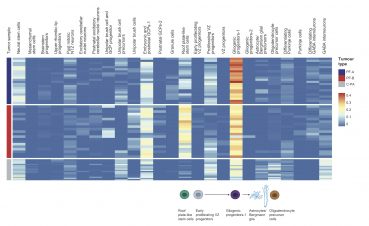 Cell-type deconvolution analyses of tumour-cell-specific clusters from human PFA and C-PA scRNA-seq
