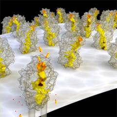 CGI showing scavenger receptor (transparent) and tunnel in yellow