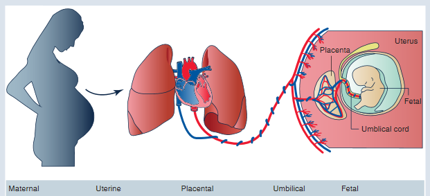 A diagram shows the lungs and heart of a pregnant woman, and how blood from the heart is pumped into the placenta. From there, the maternal blood flows into the fetus through the umbilical cord.