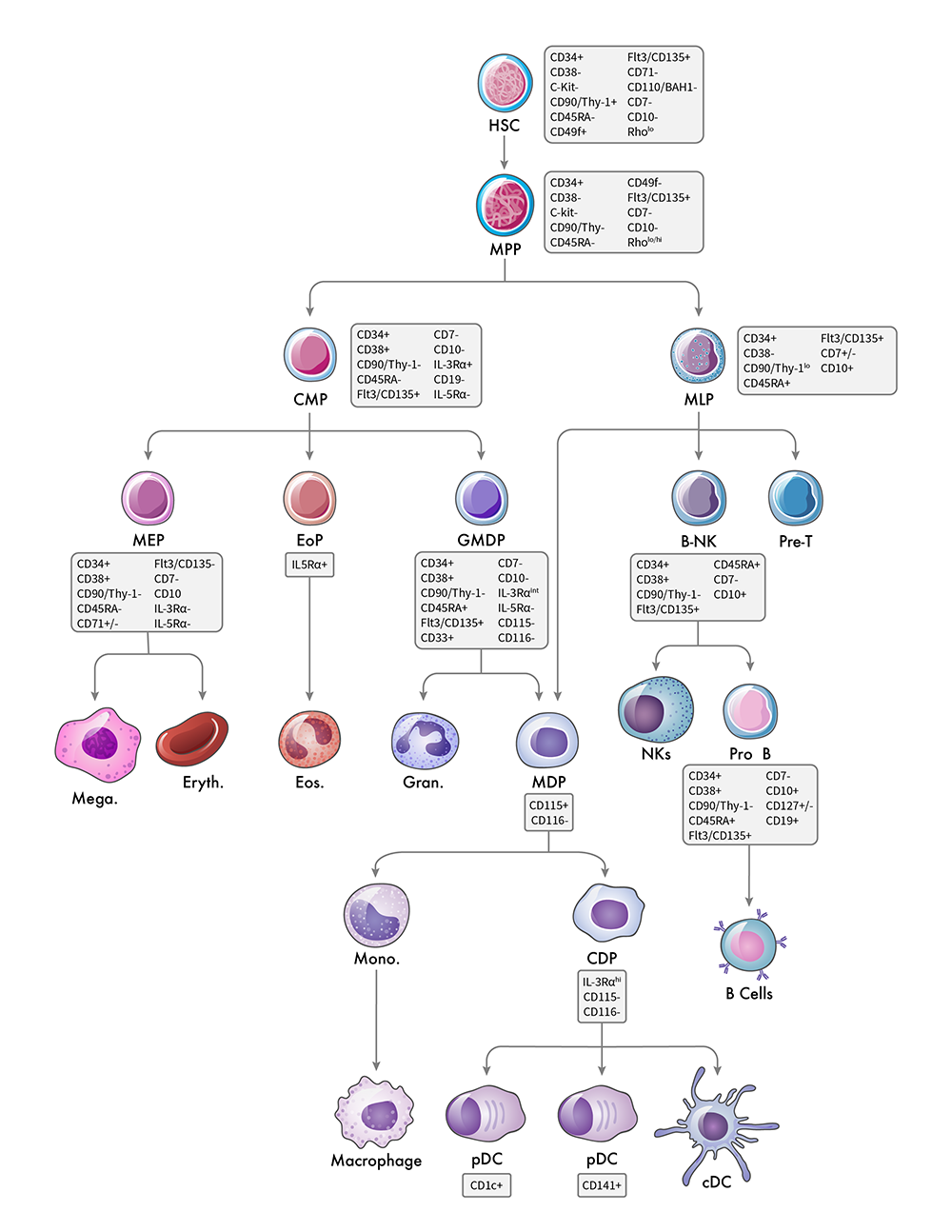 Hematopoeitic Hierarchy