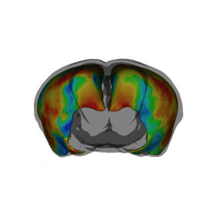 An image of an MRI of a mouse brain