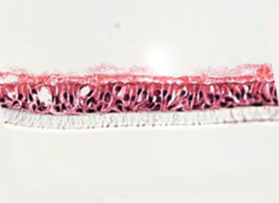 membrane to mimic the air-liquid interface environment found in the lungs. Cilia (top) can be found on the surface of the epithelium exposed to air.