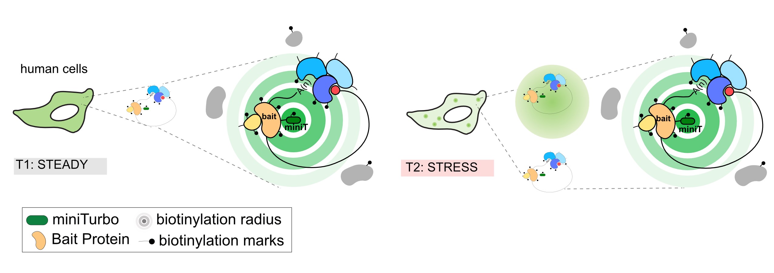 Diagram describing the process of biotinylation.