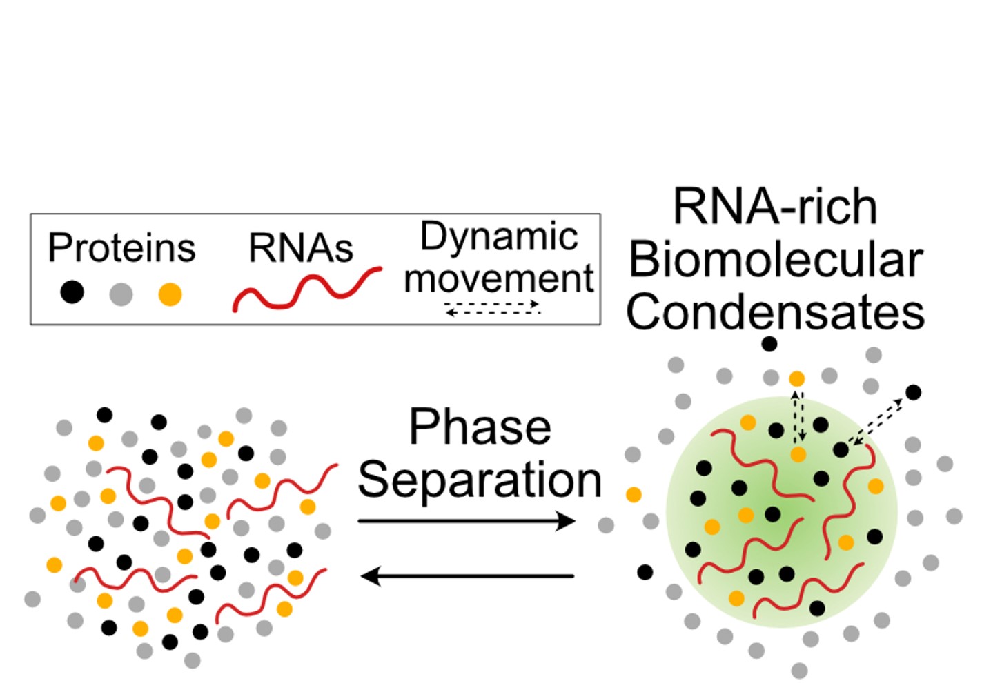 Diagram showing the formation of biomolecular condensates though phase separation.
