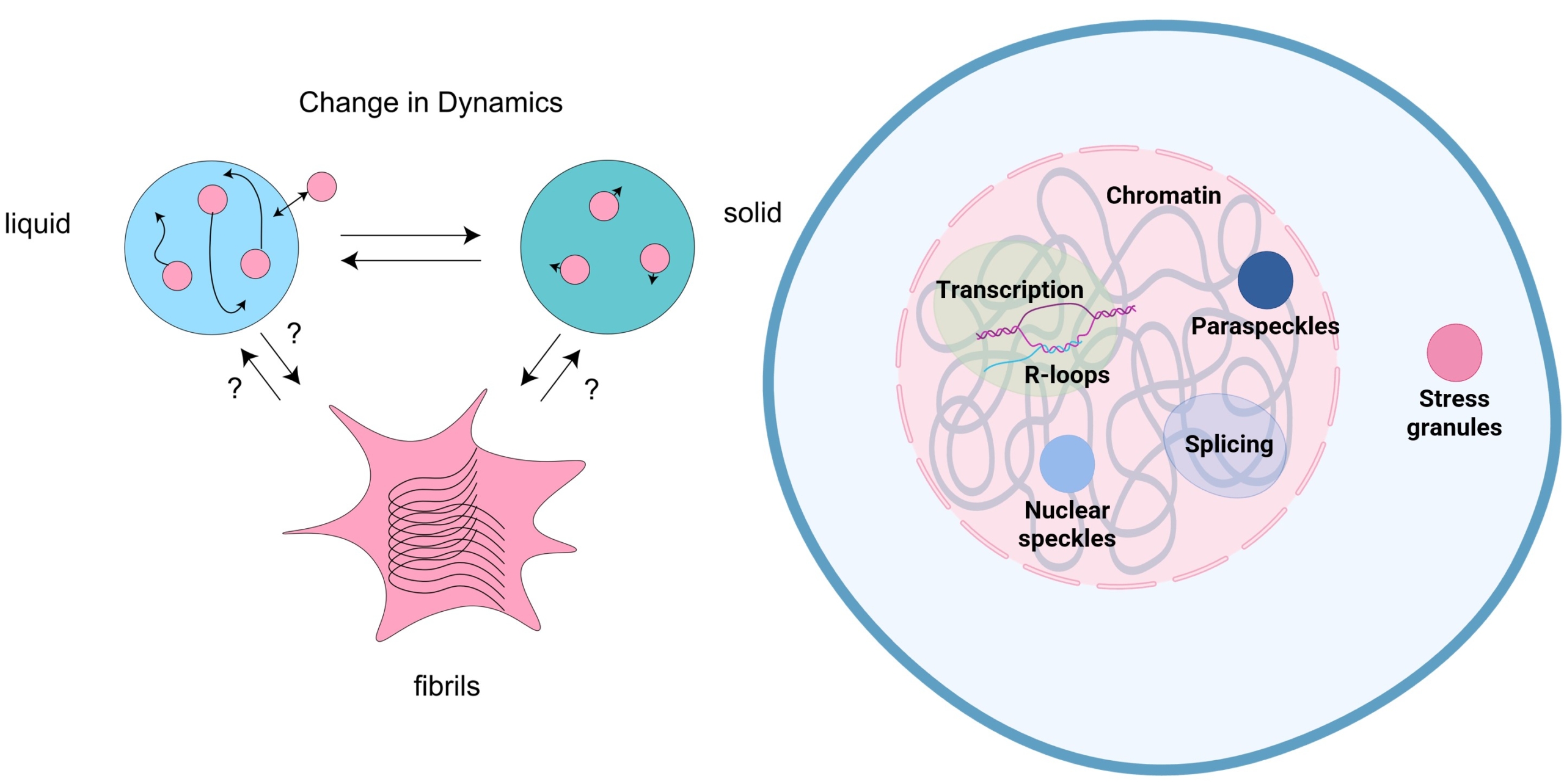 Diagram showing how TDP can change shape and associate with various cellular components.
