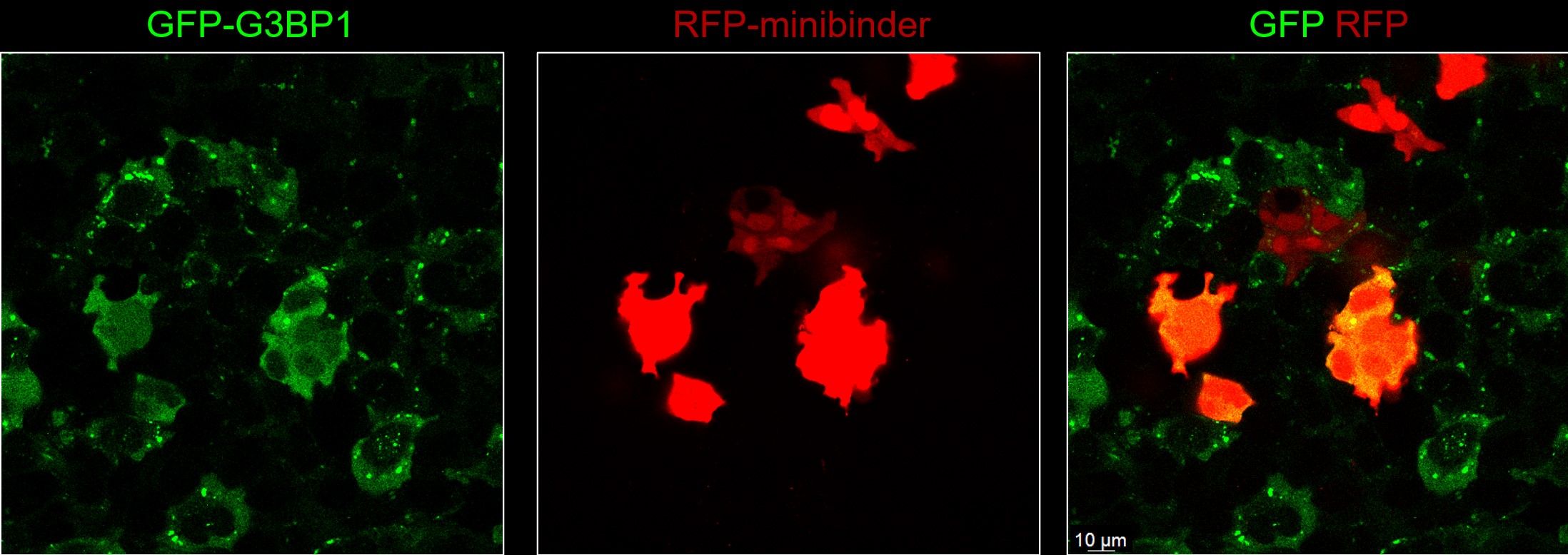 Three fluorescence images showing Hela cells expressing 2 different minbinders, one green and one red.