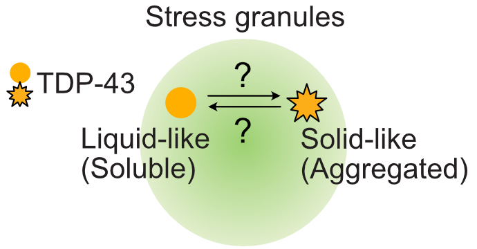 Diagram showing that we still don't quite know the role of stress granules in TDP-43 aggregation.
