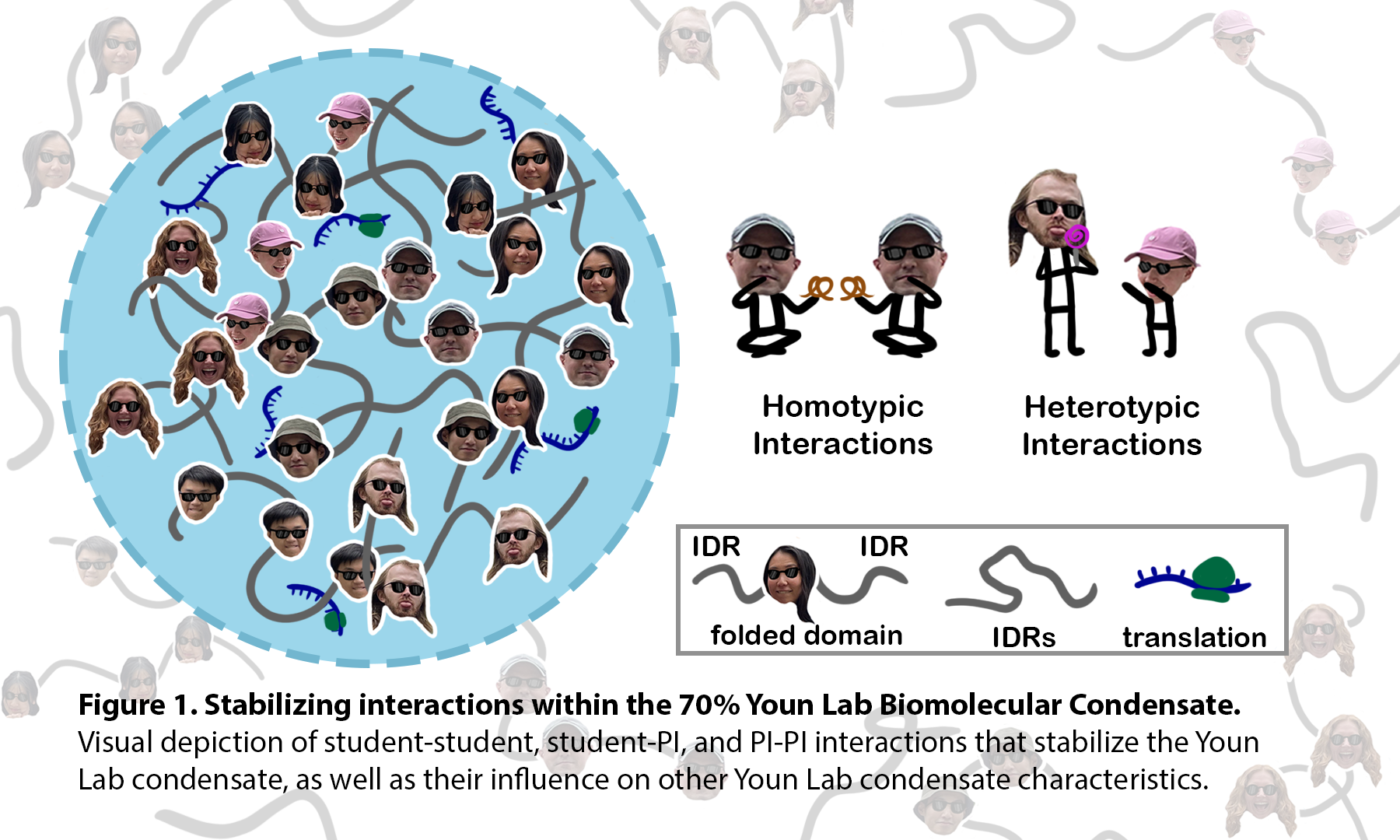 Diagram of the Youn Lab Biomolecular Condensate showing cartoon students and PIs interacting through homotypic and heterotypic connections, with visual elements representing protein-like features such as IDRs and folded domains.