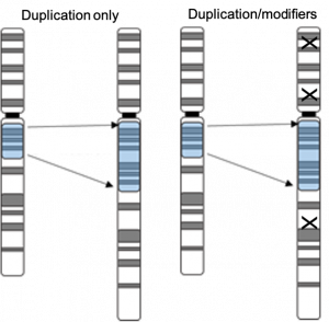 2 diagrams: one showing a section of a chromosome being duplicated, the second showing the same duplication with x's on other parts of the chromosome to indicate genetic modifiers